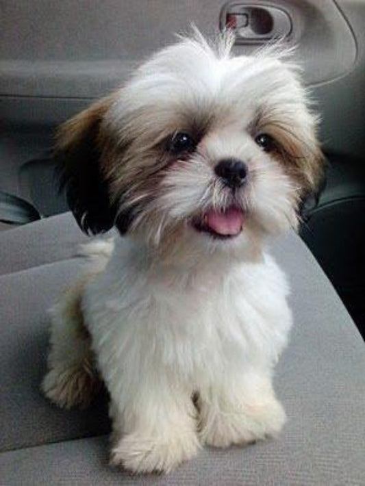 Havanese Dog | Diamond Painting