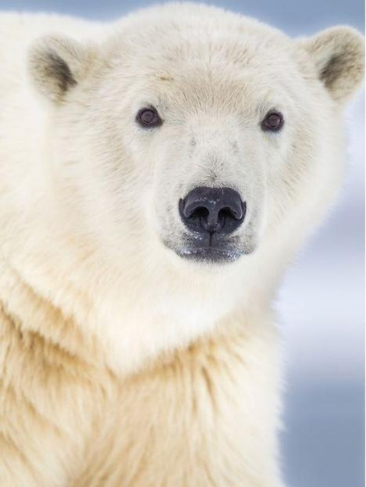 Polar Bear | Diamond Painting