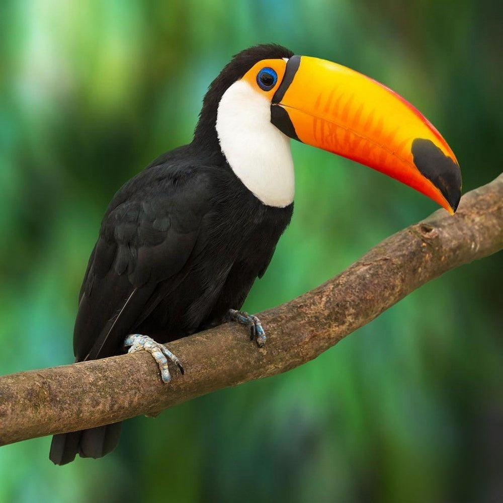 Toucan Bird | Diamond Painting