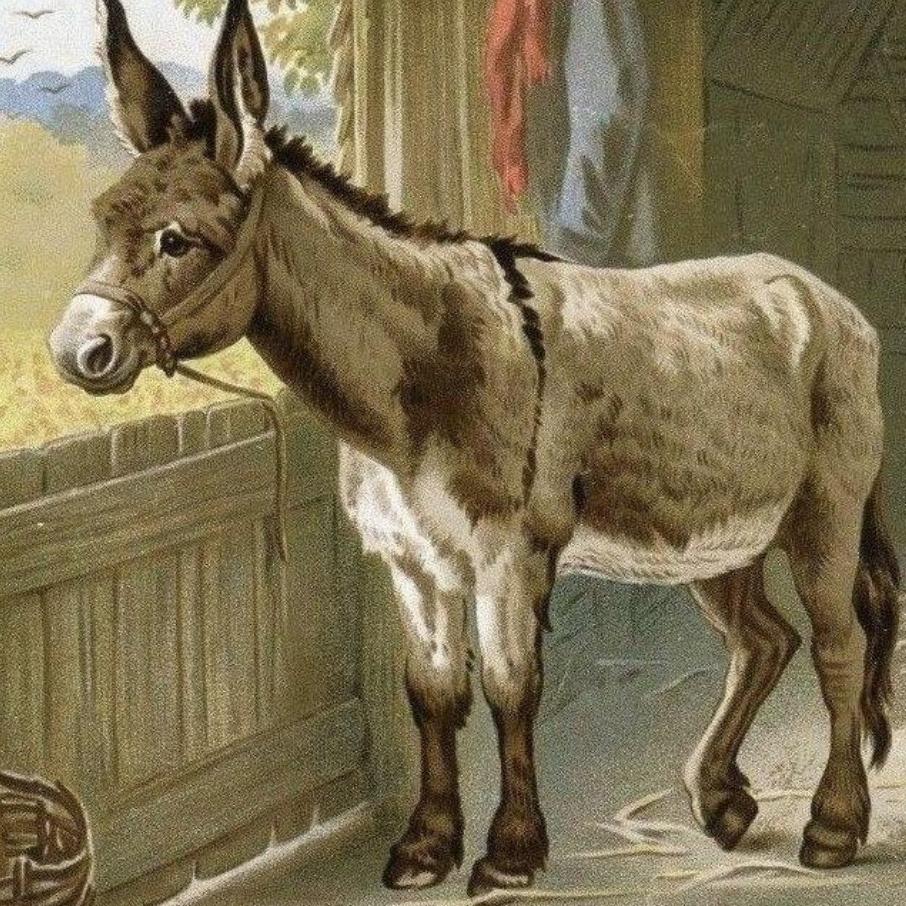 Donkey | Diamond Painting