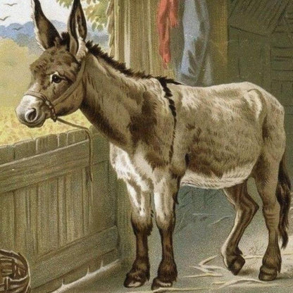 Donkey | Diamond Painting