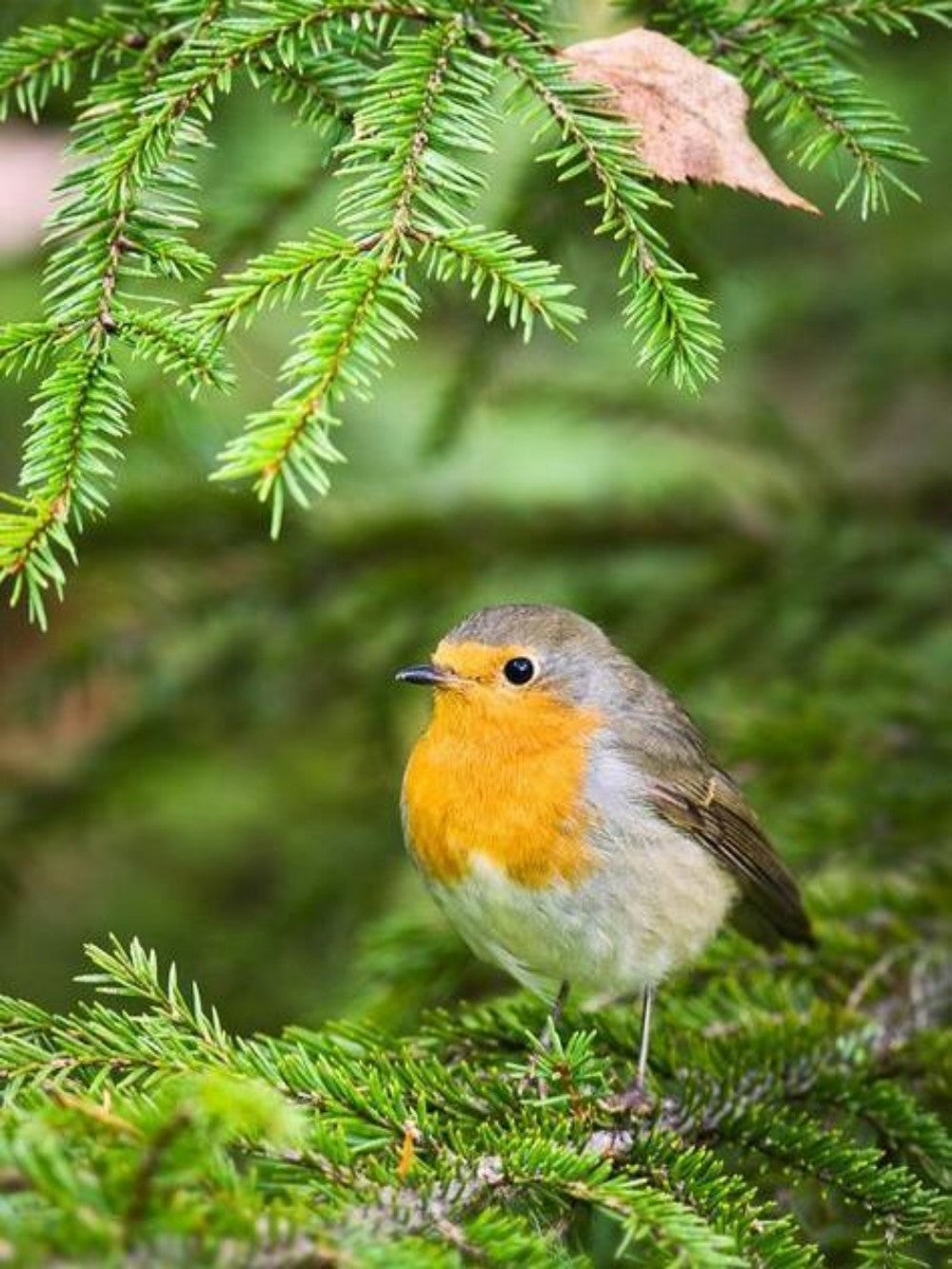 Robin Bird | Diamond Painting