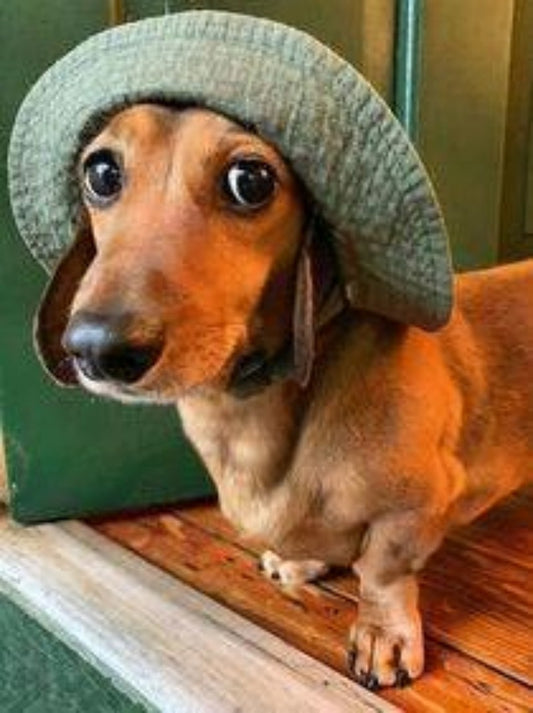 Dachshund Dog | Diamond Painting