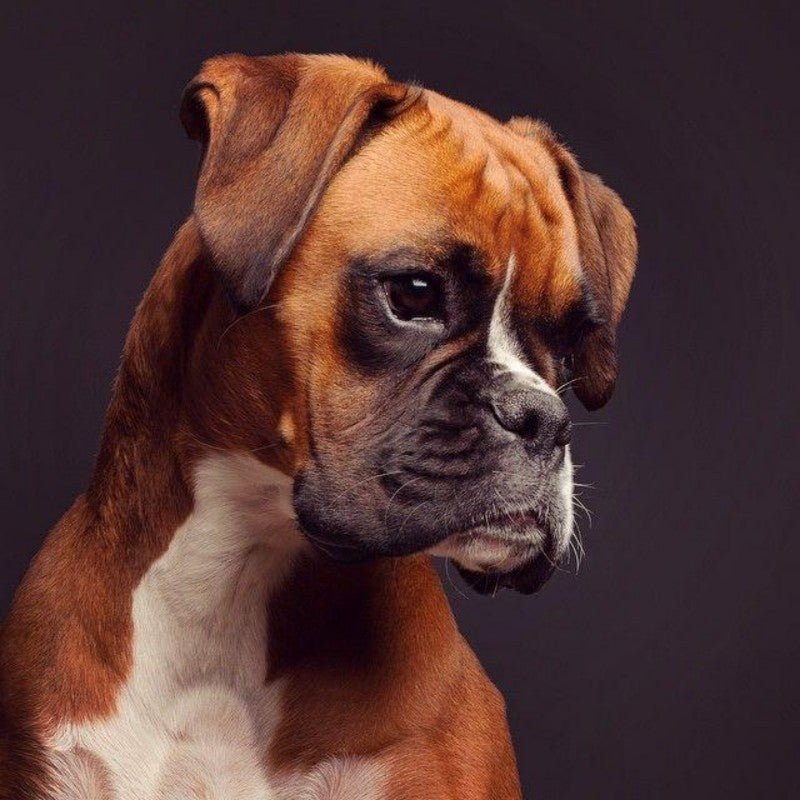 Boxer Dog | Diamond Painting