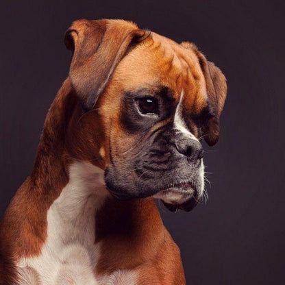 Boxer Dog | Diamond Painting