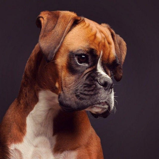 Boxer Dog | Diamond Painting
