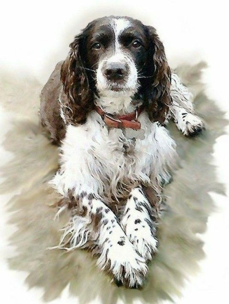 English Springer Spaniel Dog | Diamond Painting