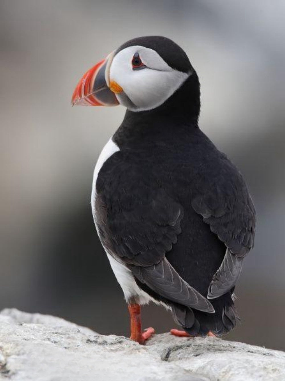 Puffin | Diamond Painting