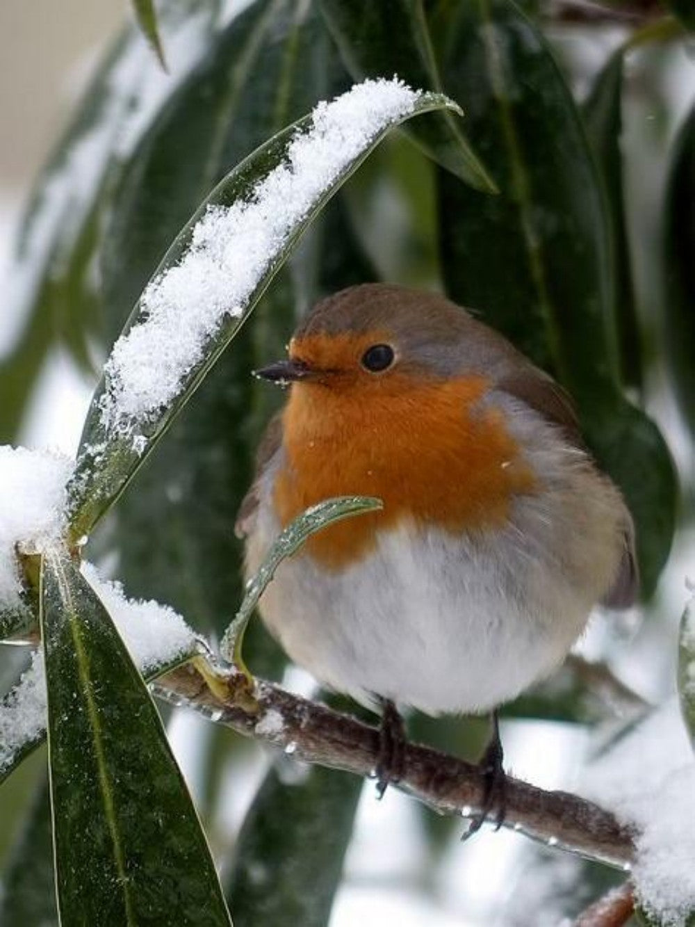 Robin Bird | Diamond Painting