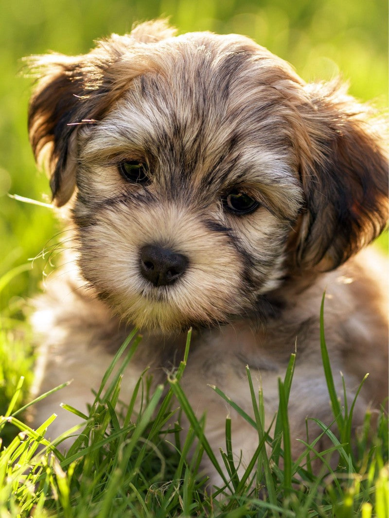 Havanese Dog | Diamond Painting
