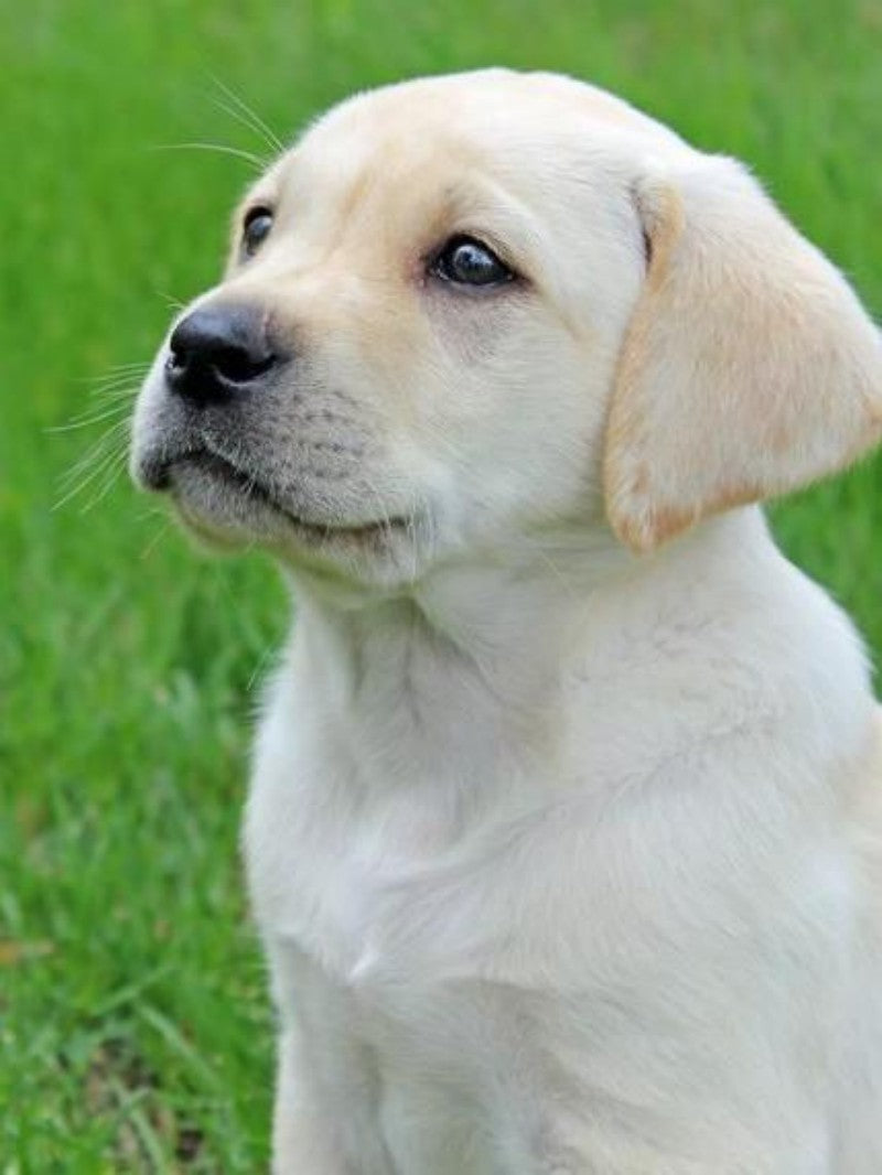 Yellow Labrador Dog | Diamond Painting