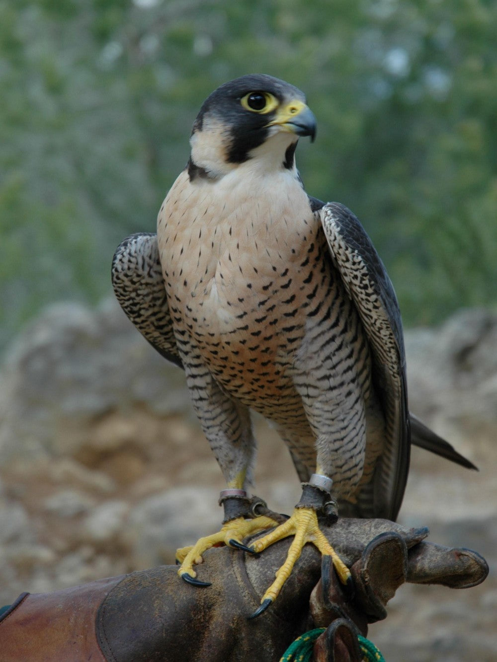 Falcon | Diamond Painting