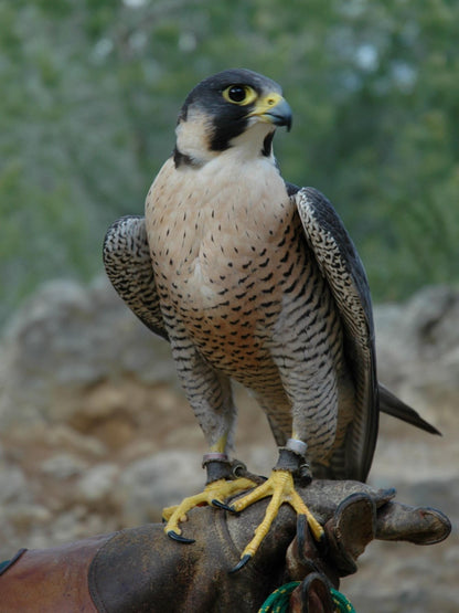 Falcon | Diamond Painting