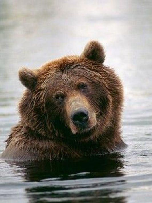 Brown Bear | Diamond Painting