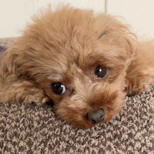 Poodle Dog | Diamond Painting