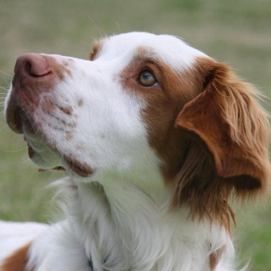 Brittany Spaniel Dog | Diamond Painting
