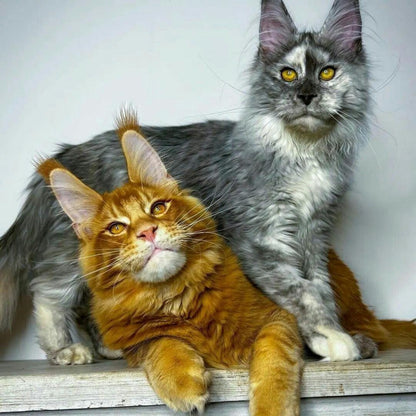 Maine Coon | Diamond Painting