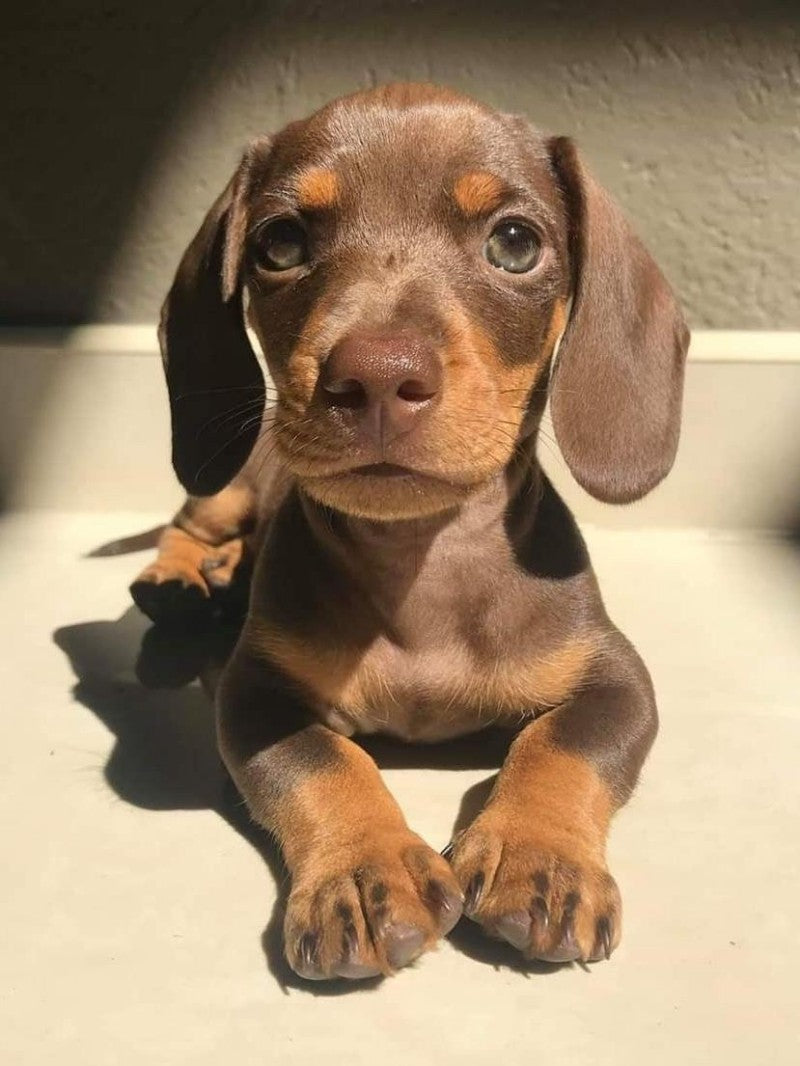 Dachshund Dog | Diamond Painting