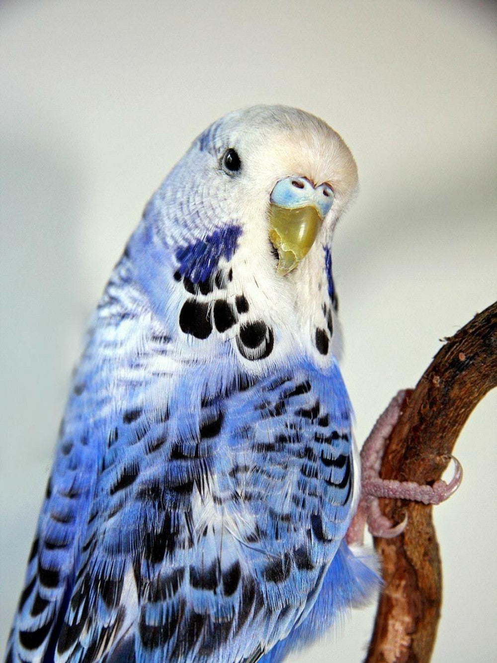 Budgie | Diamond Painting