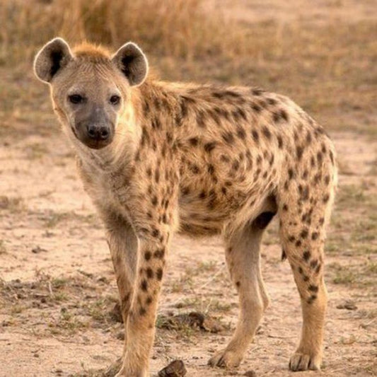 Hyena | Diamond Painting