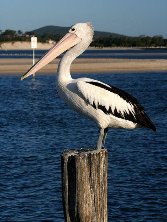 Pelican | Diamond Painting