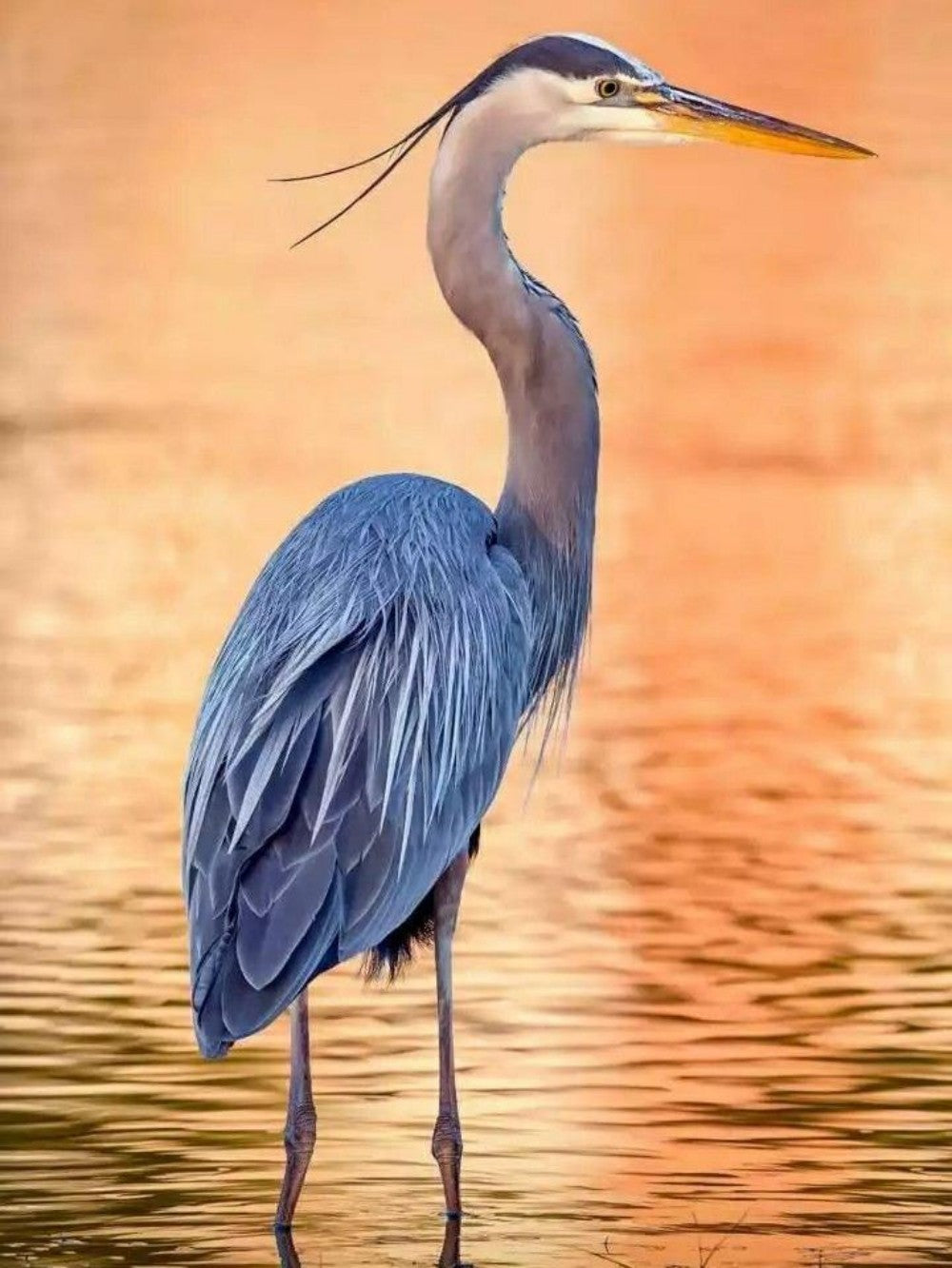 Blue Heron | Diamond Painting