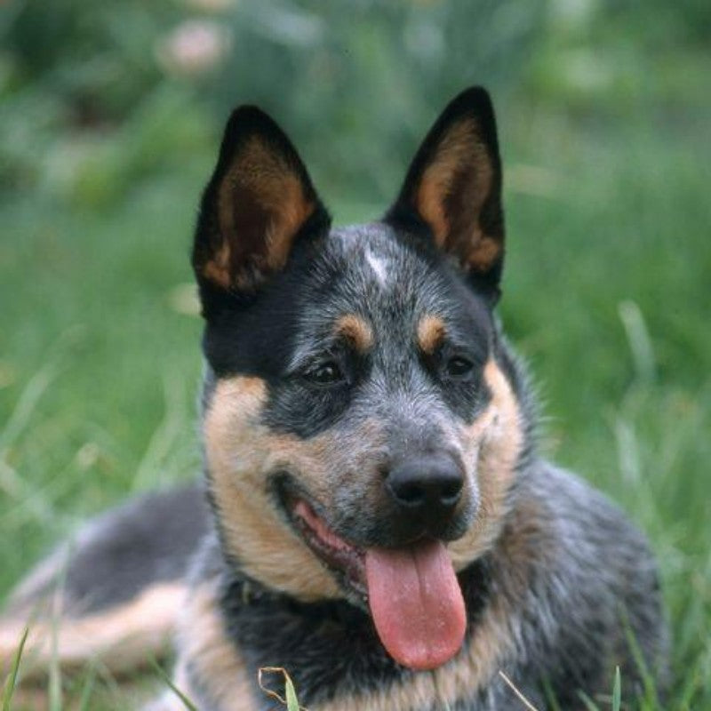 Cattle Dog (Blue Heeler) | Diamond Painting