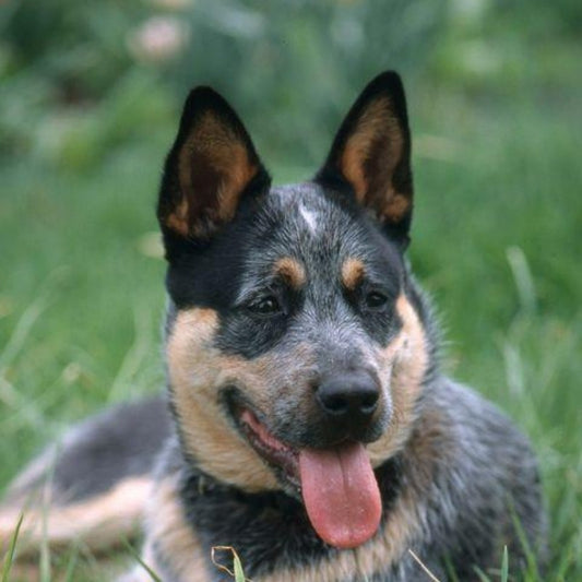 Cattle Dog (Blue Heeler) | Diamond Painting