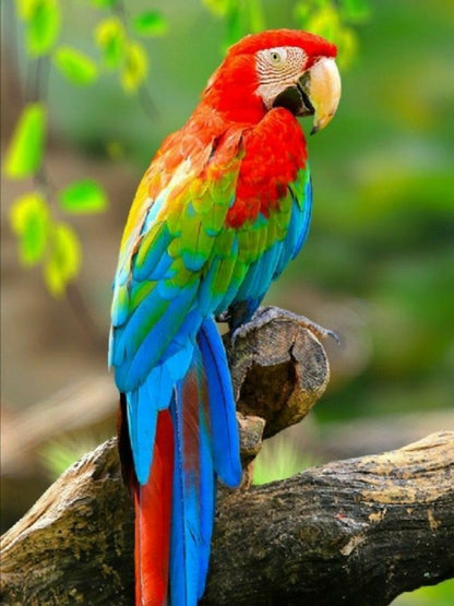 Macaw | Diamond Painting