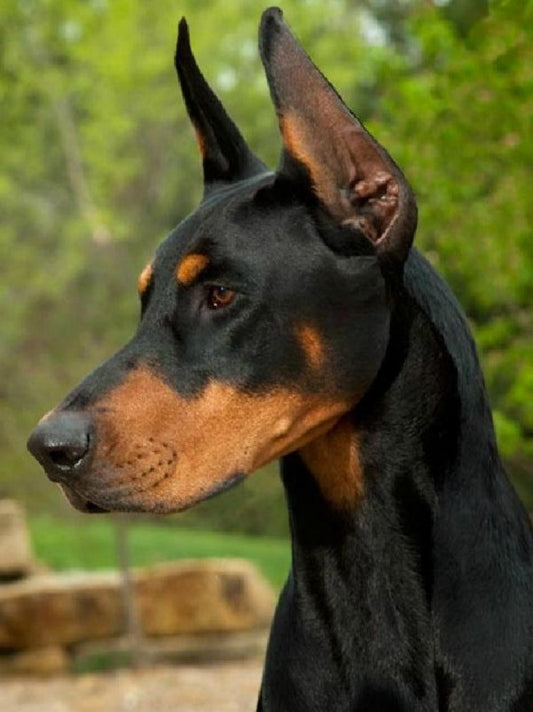 Dog Doberman | Diamond Painting