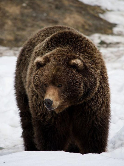 Brown Bear | Diamond Painting
