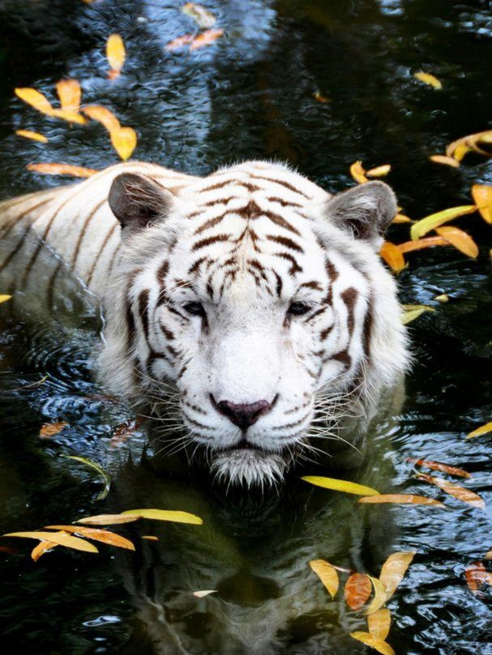 White Tiger | Diamond Painting