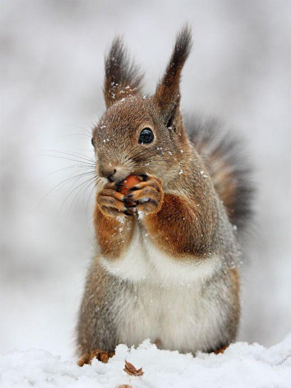 Squirrel | Diamond Painting