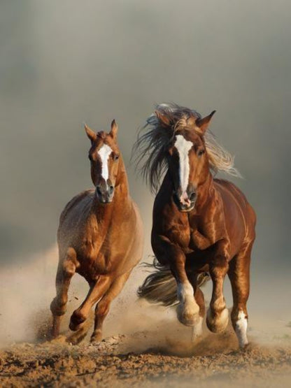 Horse | Diamond Painting