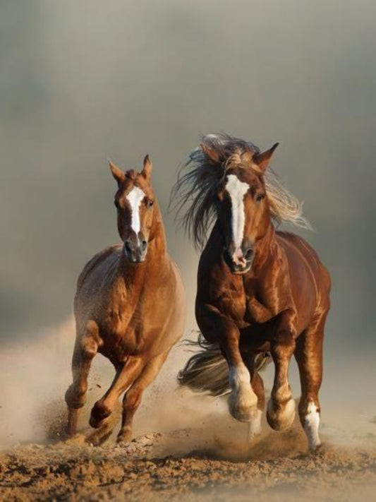 Horse | Diamond Painting