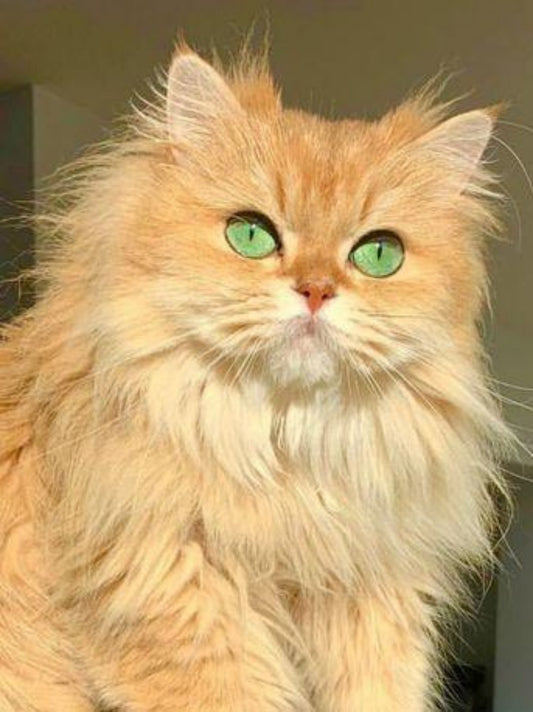 Persian Cat | Diamond Painting