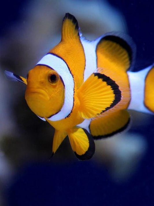 Clown Fish | Diamond Painting