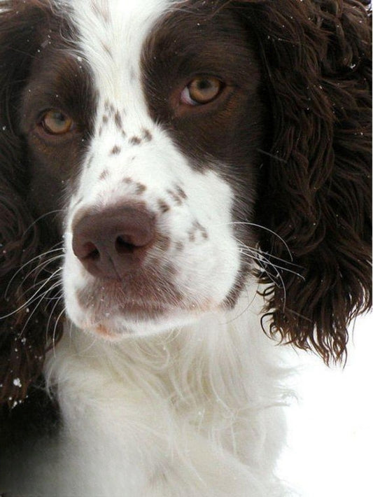 English Springer Spaniel Dog | Diamond Painting