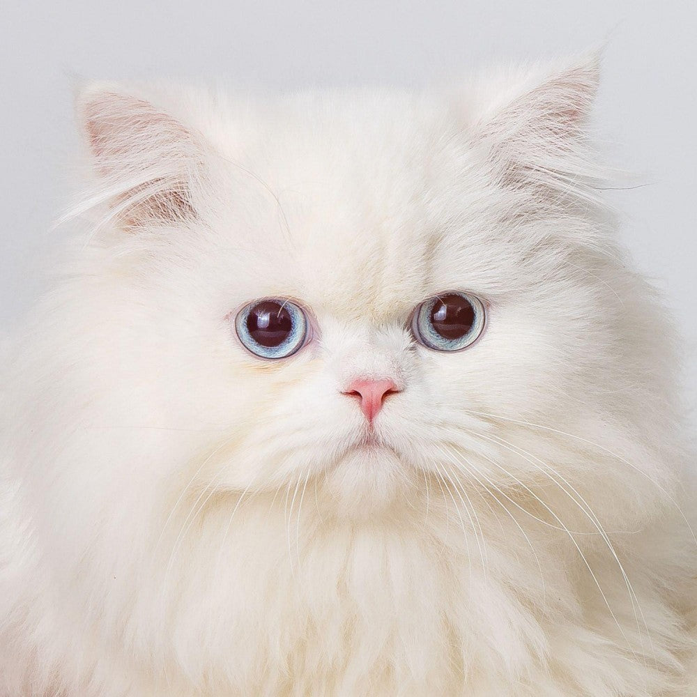 Persian Cat | Diamond Painting