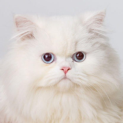 Persian Cat | Diamond Painting