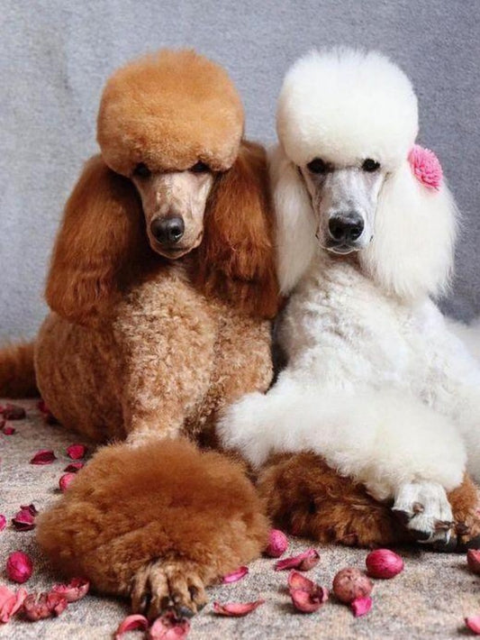 Poodle Dog | Diamond Painting