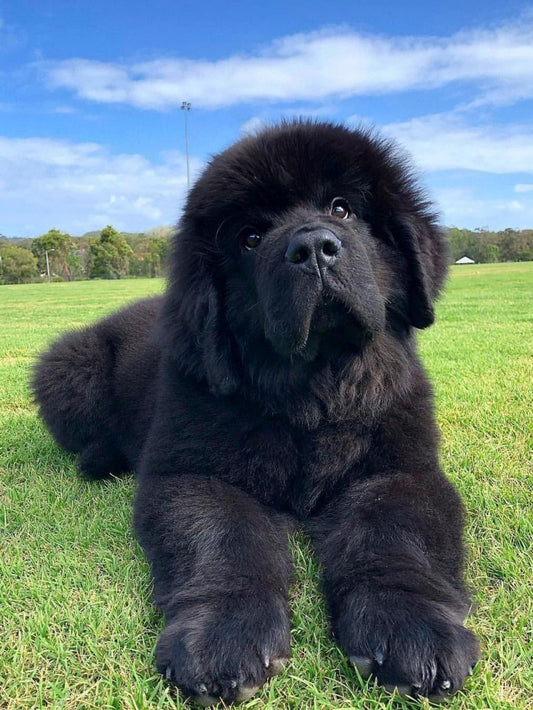 Newfoundland Dog | Diamond Painting
