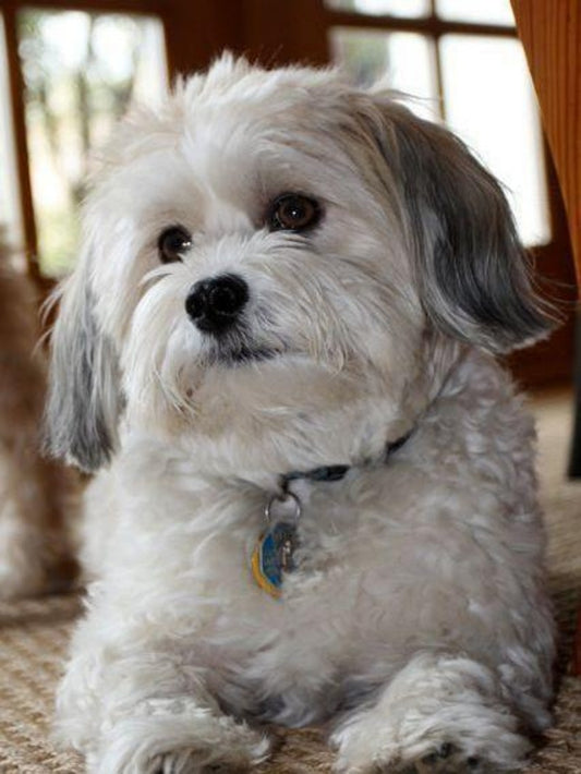 Havanese Dog | Diamond Painting