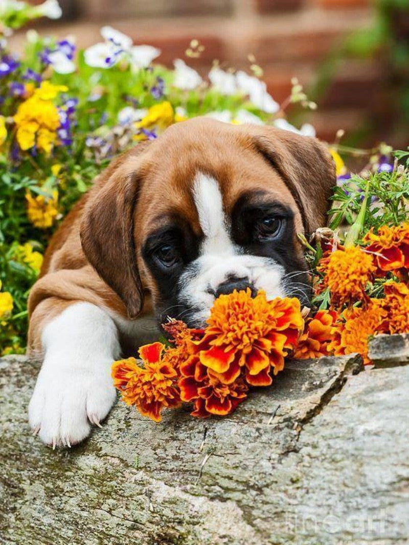 Boxer Dog | Diamond Painting