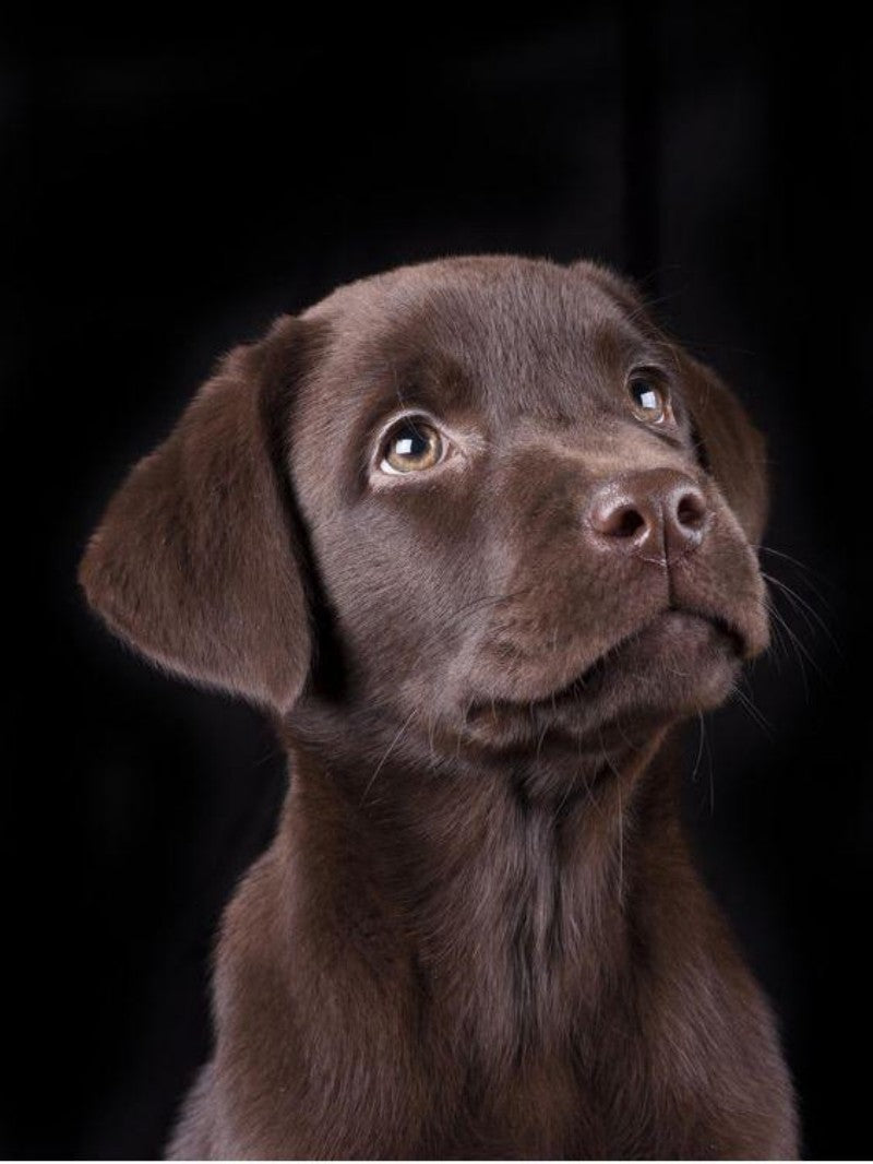 Chocolate Labrador Dog | Diamond Painting