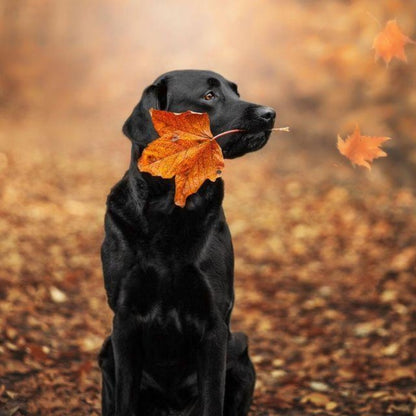 Black Labrador Dog | Diamond Painting