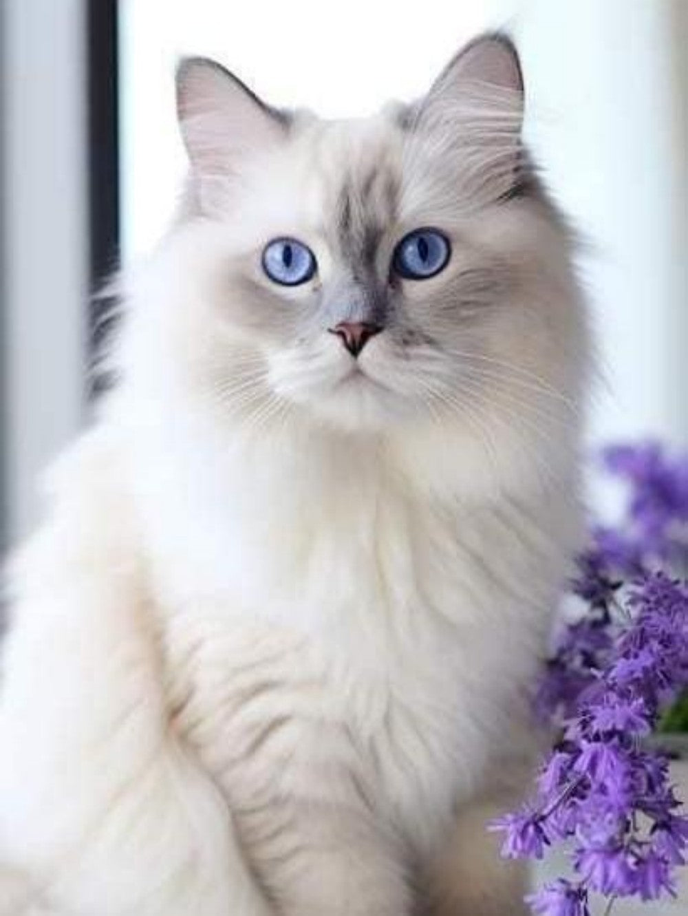 Ragdoll Cat | Diamond Painting