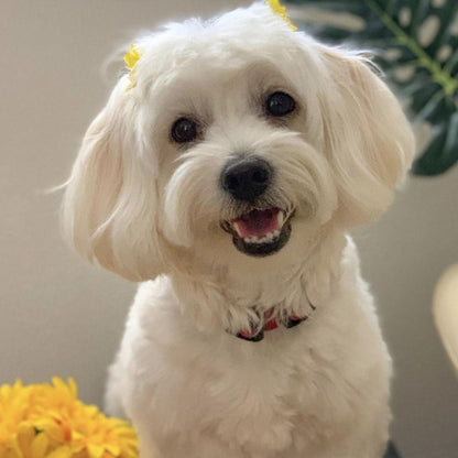 Dog Bichon Frise | Diamond Painting