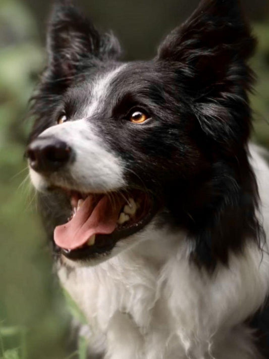 Dog Border Collie | Diamond Painting