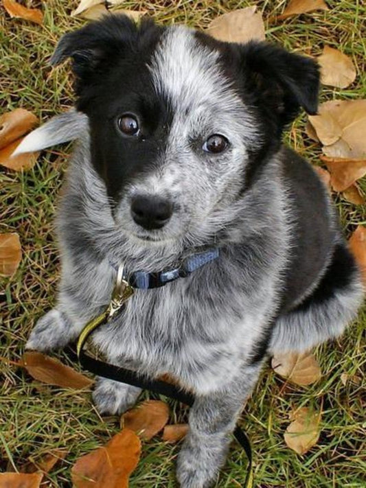 Cattle Dog (Blue Heeler) | Diamond Painting